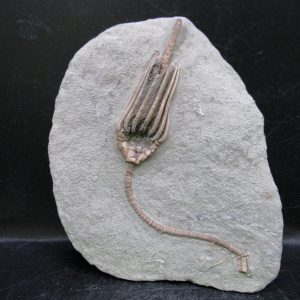 General Mississippian Age Crawfordsville Crinoid Fossils For Sale From Indiana #177