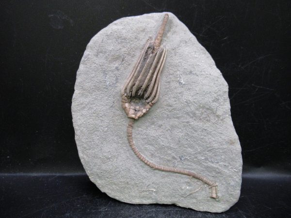 Indiana Mississippian Crawfordsville Crinoid 177 | Fossils for Sale