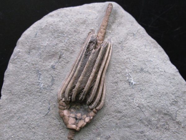 Indiana Mississippian Crawfordsville Crinoid 177a | Fossils for Sale