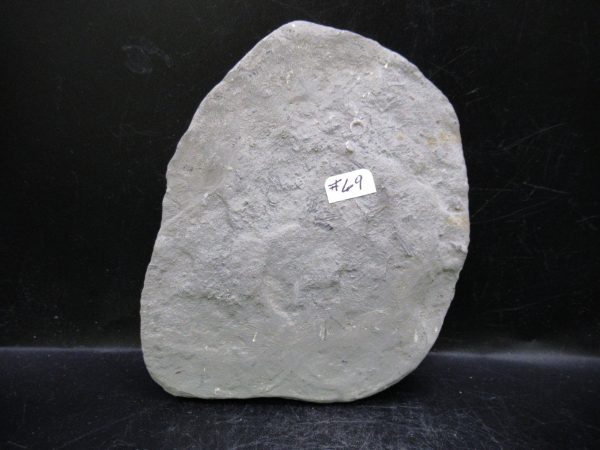 Indiana Mississippian Crawfordsville Crinoid 177c | Fossils for Sale
