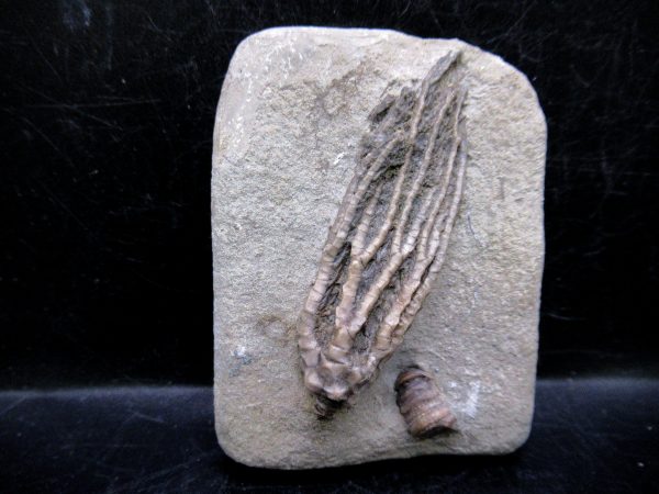 Indiana Mississippian Crawfordsville Crinoid 178 | Fossils for Sale