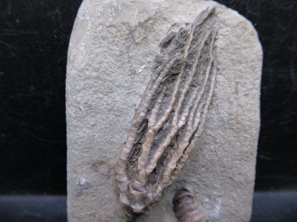 Indiana Mississippian Crawfordsville Crinoid 178a | Fossils for Sale