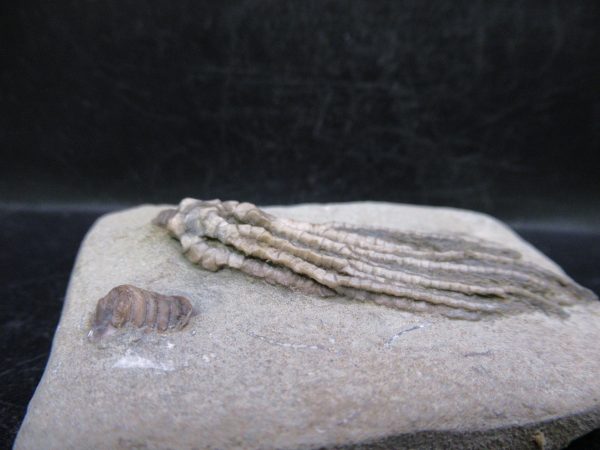 Indiana Mississippian Crawfordsville Crinoid 178b | Fossils for Sale
