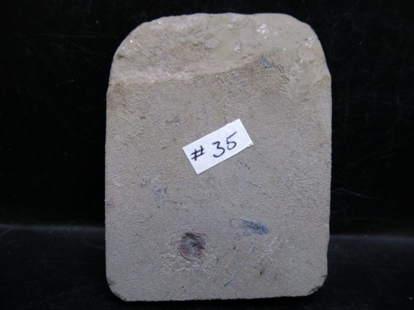 Indiana Mississippian Crawfordsville Crinoid 178c | Fossils for Sale