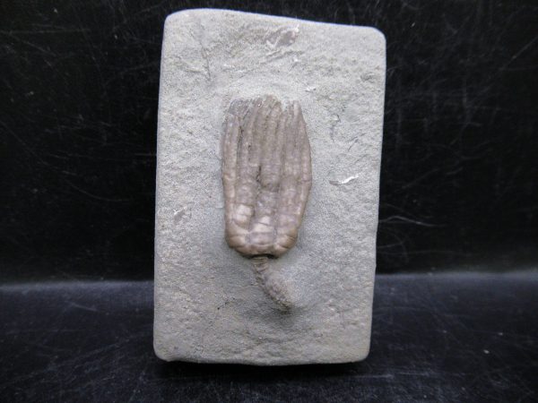 Indiana Mississippian Crawfordsville Crinoid 179 | Fossils for Sale