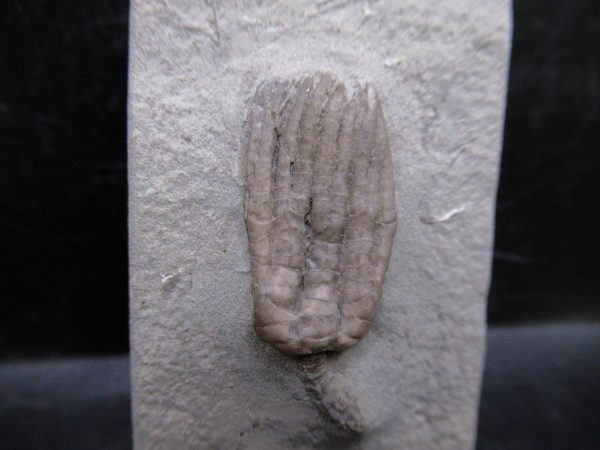 Indiana Mississippian Crawfordsville Crinoid 179a | Fossils for Sale