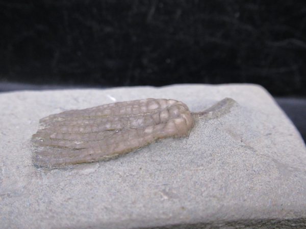 Indiana Mississippian Crawfordsville Crinoid 179b | Fossils for Sale