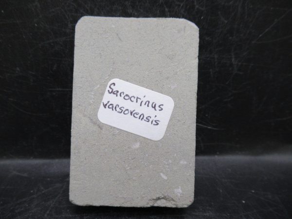 Indiana Mississippian Crawfordsville Crinoid 179c | Fossils for Sale