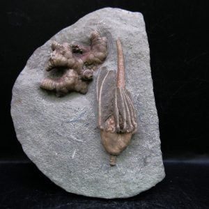 General Mississippian Age Crawfordsville Crinoid Fossils For Sale From Indiana #180