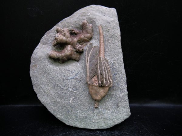 Indiana Mississippian Crawfordsville Crinoid 180 | Fossils for Sale