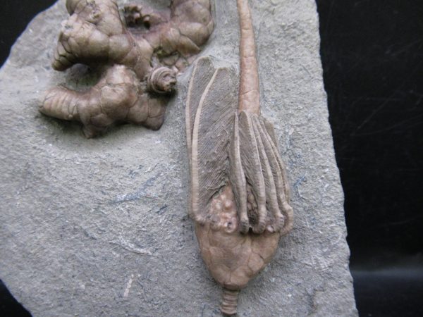 Indiana Mississippian Crawfordsville Crinoid 180a | Fossils for Sale