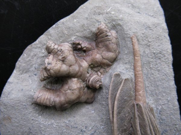 Indiana Mississippian Crawfordsville Crinoid 180b | Fossils for Sale