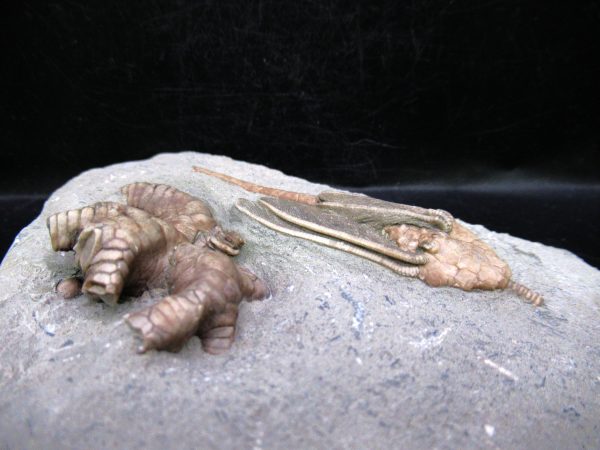 Indiana Mississippian Crawfordsville Crinoid 180c | Fossils for Sale
