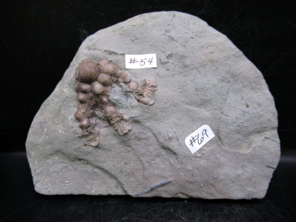 Indiana Mississippian Crawfordsville Crinoid 180d | Fossils for Sale