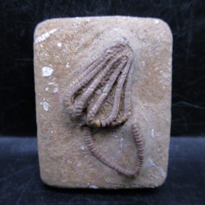 General Mississippian Age Crawfordsville Crinoid Fossils For Sale From Indiana #181