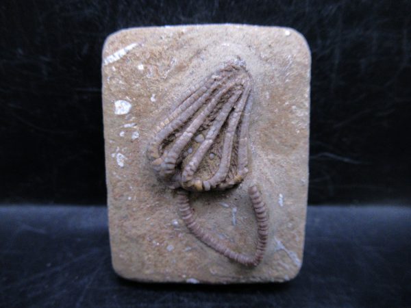Indiana Mississippian Crawfordsville Crinoid 181 | Fossils for Sale