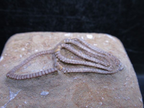 Indiana Mississippian Crawfordsville Crinoid 181b | Fossils for Sale