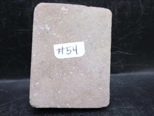 Indiana Mississippian Crawfordsville Crinoid 181c | Fossils for Sale