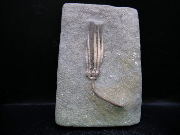 Indiana Mississippian Crawfordsville Crinoid 182 | Fossils for Sale