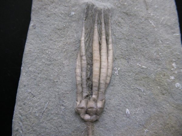 Indiana Mississippian Crawfordsville Crinoid 182a | Fossils for Sale