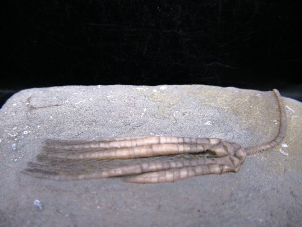 Indiana Mississippian Crawfordsville Crinoid 182b | Fossils for Sale