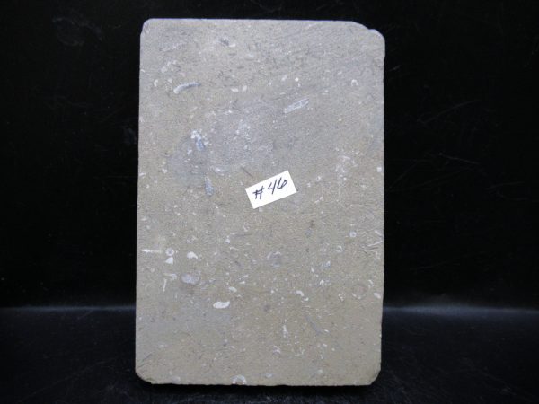 Indiana Mississippian Crawfordsville Crinoid 182c | Fossils for Sale