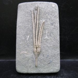 General Mississippian Age Crawfordsville Crinoid Fossils For Sale From Indiana #183