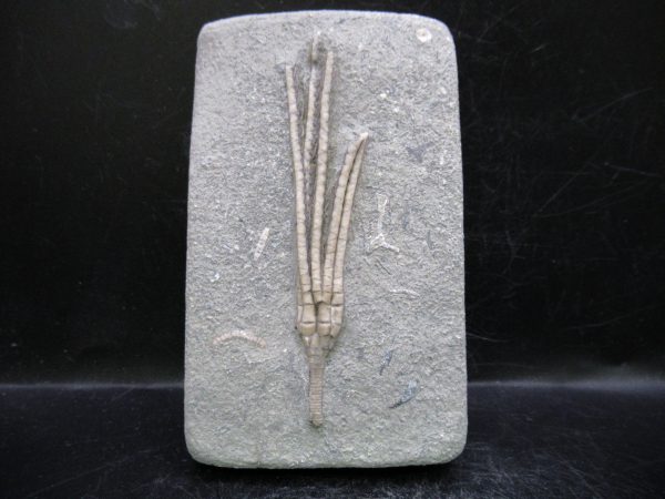 Indiana Mississippian Crawfordsville Crinoid 183 | Fossils for Sale