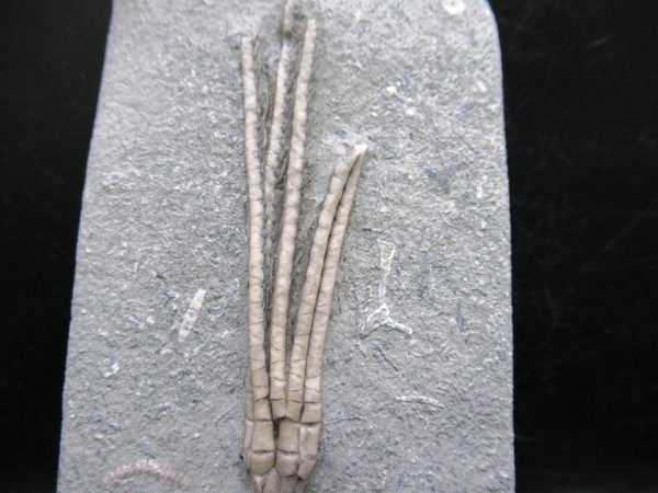 Indiana Mississippian Crawfordsville Crinoid 183a | Fossils for Sale