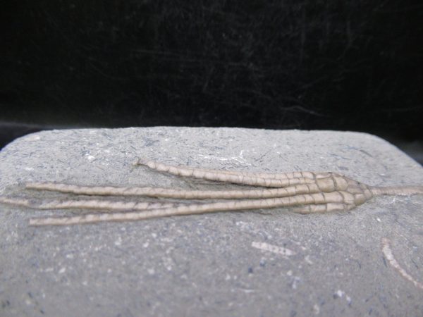 Indiana Mississippian Crawfordsville Crinoid 183b | Fossils for Sale