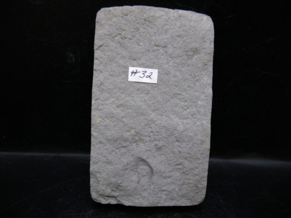 Indiana Mississippian Crawfordsville Crinoid 183c | Fossils for Sale