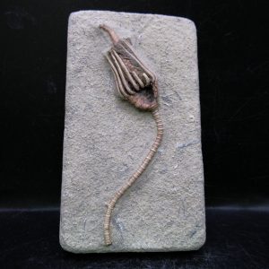 General Mississippian Age Crawfordsville Crinoid Fossils For Sale From Indiana #184