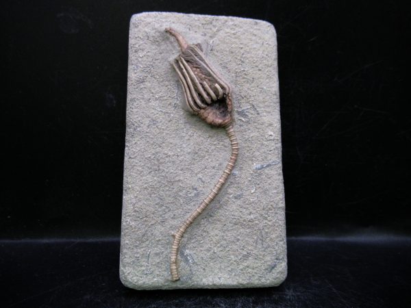 Indiana Mississippian Crawfordsville Crinoid 184 | Fossils for Sale