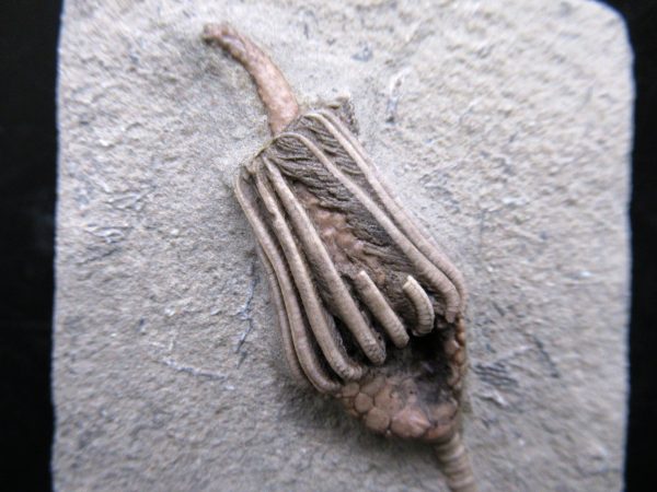 Indiana Mississippian Crawfordsville Crinoid 184a | Fossils for Sale