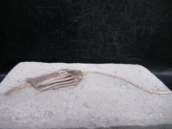 Indiana Mississippian Crawfordsville Crinoid 184b | Fossils for Sale