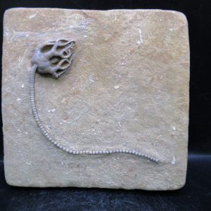 General Mississippian Age Crawfordsville Crinoid Fossils For Sale From Indiana #185