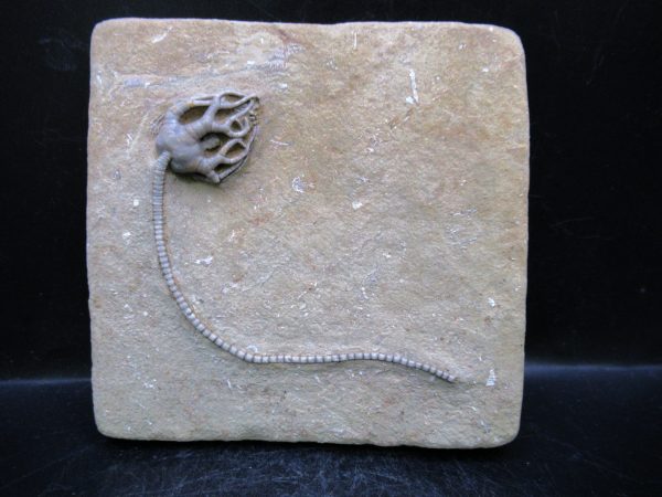 Indiana Mississippian Crawfordsville Crinoid 185 | Fossils for Sale