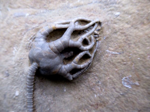 Indiana Mississippian Crawfordsville Crinoid 185a | Fossils for Sale