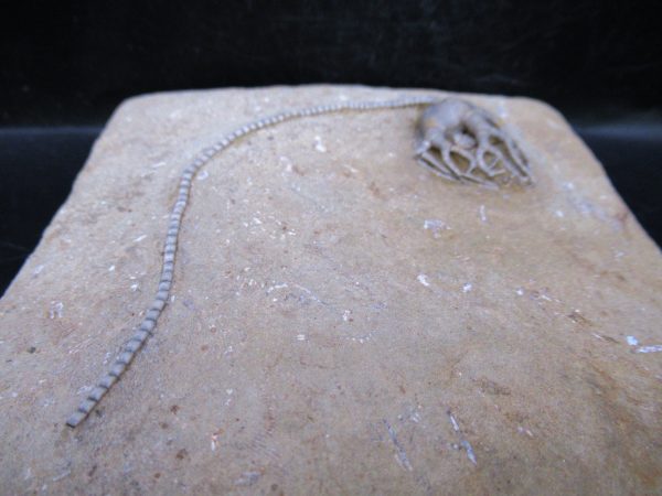 Indiana Mississippian Crawfordsville Crinoid 185b | Fossils for Sale
