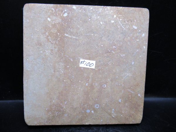 Indiana Mississippian Crawfordsville Crinoid 185c | Fossils for Sale