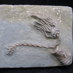 General Mississippian Age Crawfordsville Crinoid Fossils For Sale From Indiana #186