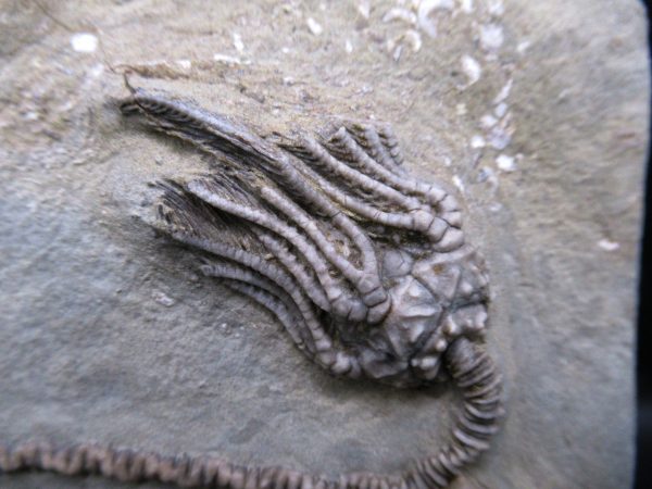 Indiana Mississippian Crawfordsville Crinoid 186a | Fossils for Sale
