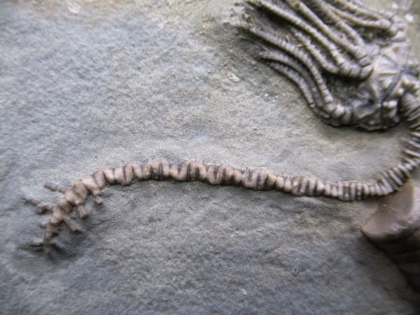 Indiana Mississippian Crawfordsville Crinoid 186b | Fossils for Sale