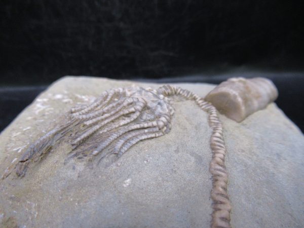 Indiana Mississippian Crawfordsville Crinoid 186c | Fossils for Sale