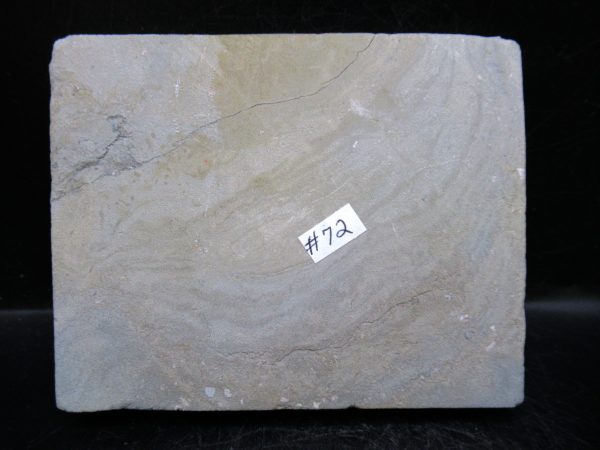 Indiana Mississippian Crawfordsville Crinoid 186d | Fossils for Sale