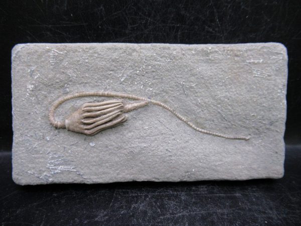 Indiana Mississippian Crawfordsville Crinoid 187 | Fossils for Sale