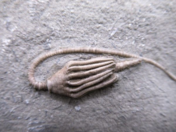 Indiana Mississippian Crawfordsville Crinoid 187a | Fossils for Sale