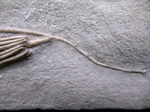 Indiana Mississippian Crawfordsville Crinoid 187b | Fossils for Sale