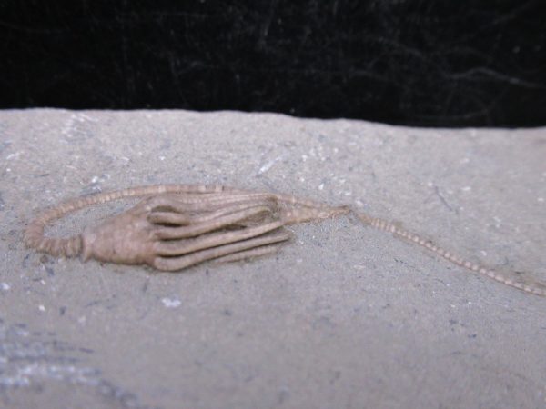 Indiana Mississippian Crawfordsville Crinoid 187c | Fossils for Sale