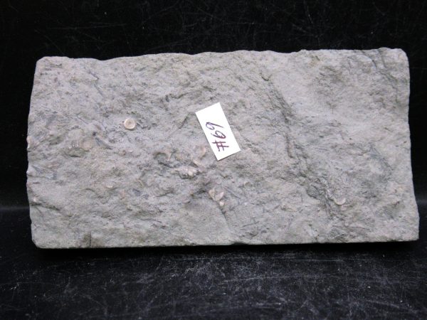 Indiana Mississippian Crawfordsville Crinoid 187d | Fossils for Sale